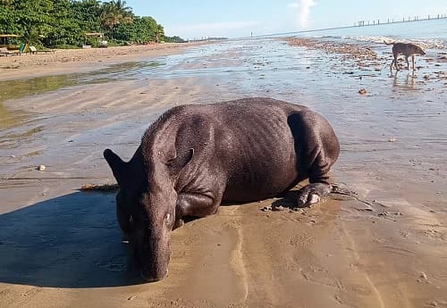 Anta ‘invade’ praia no extremo sul da Bahia e assusta banhistas