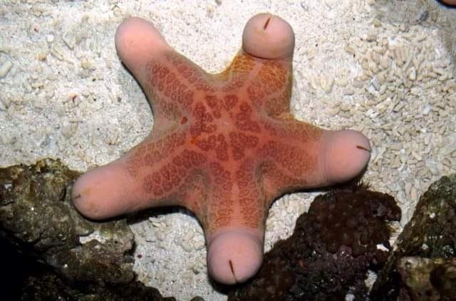 Curiosidades: Estrela-do-mar é conhecida como Choriaster granulatus