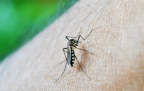 Quarta morte por dengue na Bahia é confirmada pela Sesab