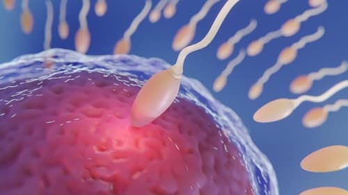 Anticoncepcional masculino: Cientistas iniciam testes em humanos