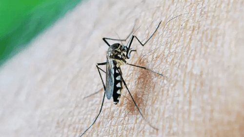 Dengue causou prejuízos de R$ 28 bilhões ao Brasil somente este ano