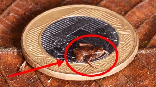 Menor anfíbio do mundo encontrado no sul da Bahia; sob risco de extinção