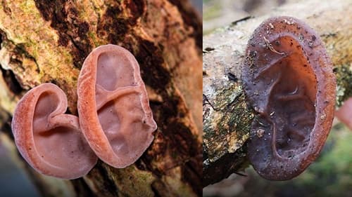 Conheça o curioso Auricularia auricula-judae, o cogumelo que lembra uma orelha