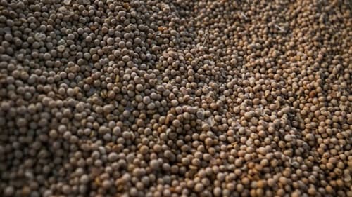 IBGE estima safra de grãos recorde em 2026 com produção de 354,5 milhões de toneladas