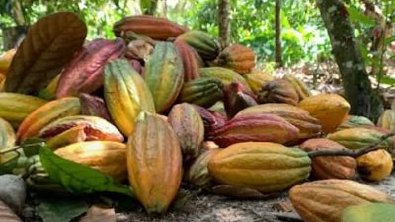 Preço do cacau mantém trajetória de queda e preocupa produtores do Baixo Sul da Bahia